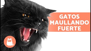 MAULLIDOS de GATOS ENOJADOS 😾🔊 ¡Gatos Maullando Fuerte [upl. by Annie]