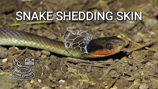 A wild snake shedding its skin amazing snake behavior in nature [upl. by Anaila]