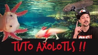 TUTO  UN AXOLOTL  WTF   TOOPET [upl. by Regdor592]