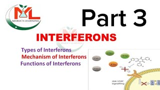 Interferons Types of interferon Mechanism of Interferons  Functions of Interferons  Immunology [upl. by Nyleuqcaj]