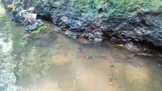 Aquatic Coral Snake Micrurus surinamensis [upl. by Levine]