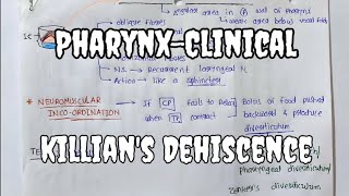 Pharynx7  Killians Dehiscence  Clinical Anatomy [upl. by Mcclees]