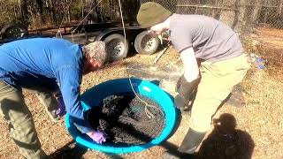 How to dip Hoop Nets and Wire nets for catfish [upl. by Heimlich]