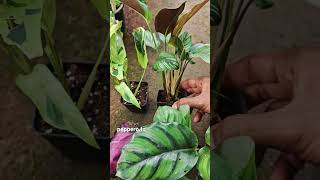 Calathea combo offers ₹1300 for 6 plantsDM to buy 917012880206 calathea leafbeauty [upl. by Infeld]