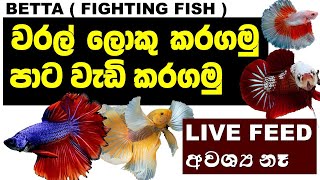 Betta fish Grooming  SINHALA  බෙටාලගෙ ලස්සන වැඩි කරගන්න ක්‍රම 03 ක්  වරල් ලොකු පාට වැඩි කරගමු [upl. by Kelby185]