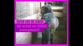 Gered van de slacht WAARGEBEURD  Ragnar  SophieBella [upl. by Malena]