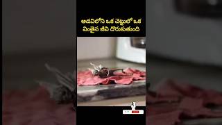 ⚡ఇధి నిజంగా ఒక వింతైన జీవి ⚡factsintelugu explainedintelugu ytshorts [upl. by Enahs]