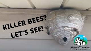 How To Treat A BaldFaced Hornet Nest [upl. by Dougy168]