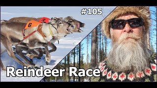 Reindeer Race Kuusamo Finnish Homestead homestead kuusamo reindeer porocup2023 porocupkuusamo [upl. by Aimak737]