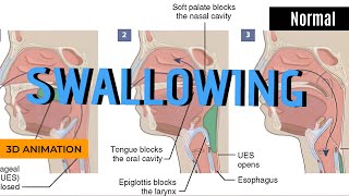 Normal swallowing process Animation [upl. by Roderigo]