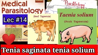 taenia saginata and taenia solium🔥🔥 taeniasaginata and taeniasoliumparasitology microbiology [upl. by Brendis980]