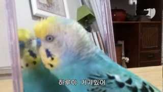 Talking Parrot 말하는 사랑앵무잉꼬 しゃべるセキセイインコ 19 [upl. by Ailad932]