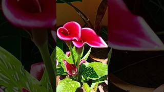 Calla Lily🌸🌷Arum Lily🌷 Zantedeschia aethiopica callalily lily plants shortsfeed [upl. by Aitnwahs661]