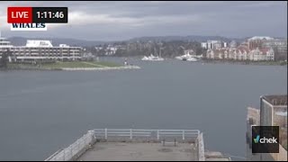 CHEK News  Nanaimo Harbour Cam 247 Livestream [upl. by Honniball]