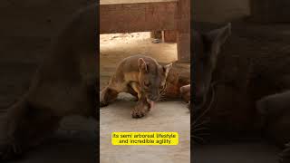 The Fossa Natures Fierce Predator Revealed [upl. by Caroline]