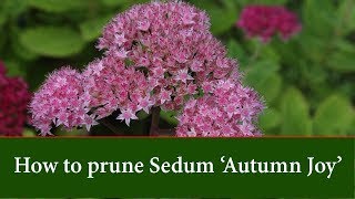 How to Prune Sedum Autumn Joy [upl. by Brenna]