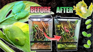 REHOUSING MY GLASS FROGS INTO A GIANT VIVARIUM EPIC PALUDARIUM UPDATE [upl. by Okoyik]