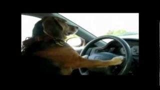 Doggy Drive A Car [upl. by Yeta]