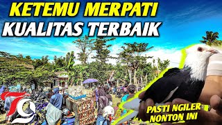 🛑WOWW😍GREBEK PASAR KETEMU MERPATI SULTAN HARGA MURAH [upl. by Swigart]