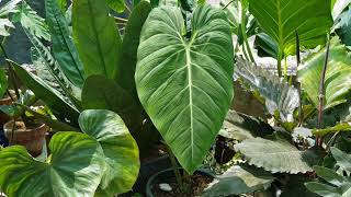 Philodendron Glorious  Melanochrysum and Gloriosum Hybrid [upl. by Amari]