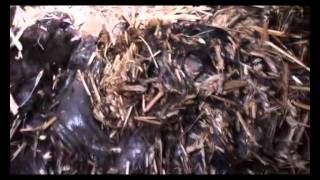 The larvae of flies maggots eating a dead mink in a fur farm [upl. by Allrud]