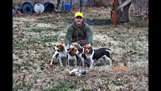 Rabbit Hunting With Beagles Great Footage Catch Clean Cook [upl. by Nicholl]