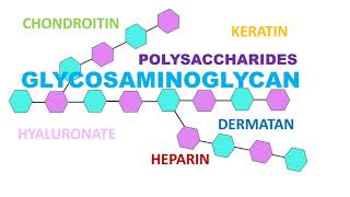 Glycosaminoglycan [upl. by Enawtna]