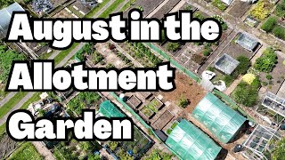 Allotment Gardening  August Time in the UK [upl. by Wunder]