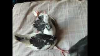 Deformed legs pigeon babies [upl. by Nieberg593]