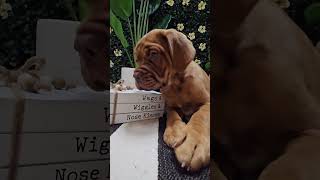 🐾 Say hello to our charming Dogue de Bordeaux puppy puppy puppiesforsale shorts visitustoday [upl. by Heilman]