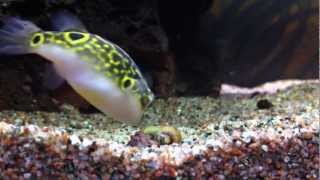 My Figure 8 Puffer fish vs snail Tetraodon biocellatus [upl. by Balduin]