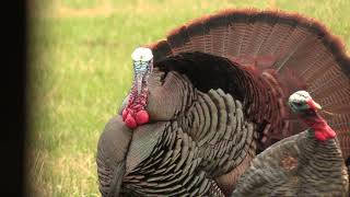 GIANT PA GOBBLERS AT 10 YARDS  YOUTH HUNT  2 TURKEY DAY HOLY MASHED POTATOES MIGGS N MASON [upl. by Alat976]