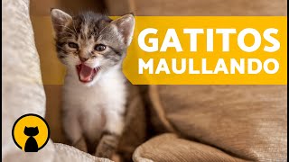 Gatos BEBÉS LLORANDO fuerte 🐱 Maullidos de GATOS RECIÉN NACIDOS [upl. by Atival]