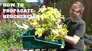 How to Propagate Heucherella  Revitalise Overgrown Heucherella Plants  Hardy Perennials for Shade [upl. by Jamal]