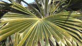 PALMERA DE FIYI Pritchardia thurstonii wwwriomoroscom [upl. by Aiyekal]