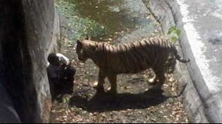 White tiger kills man who fell into its enclosure at Delhi zoo [upl. by Thill]