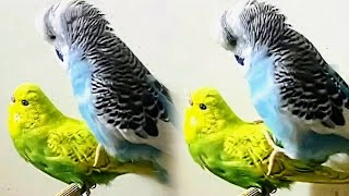 No budgie can resist this sound  budgie mating call sound [upl. by Enyawd984]