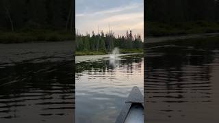 Beavers Splashing  Algonquin Park  Petawawa River  Summer 2024 algonquinpark beavers ￼ [upl. by Clarisa260]