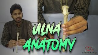 Ulna anatomy in bangla  Parts attachment ossification joints [upl. by Nosreffej639]