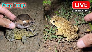 Boing boing catching froggy funny  catch frogs make you laugh [upl. by Nylorak]