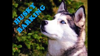 DOGS BARKING  Husky Barking Sound 2021 [upl. by Grantland]