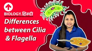 Differences between Cilia amp Flagella  Hindi  Biology [upl. by Alfred677]