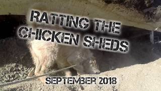 Ratting the chicken sheds Sept 18 Part 1 [upl. by Tneciv28]