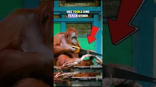 🦧The Orangutan Is The Most Intelligent Animal On The Planet shortsfeed shorts orangutan [upl. by Eeima]