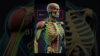 Anatomy part 40 humananatomy biology pubquizquizblitzanatomyandphysiology factsvirtualpubquiz [upl. by Asilak]