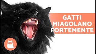 MIAGOLII DI GATTI ARRABBIATI😾🔊 I gatti miagolano forte [upl. by Imotih]