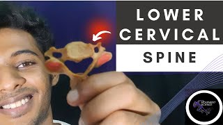 LOWER CERVICAL SPINEBIOMECHANICS OF SPINEPhysiotherapy Tutorial [upl. by Marcie]