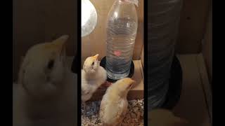 How to feed hens chicks  hens chicks farming process shorts foryou viralvideos growth [upl. by Ynaffad]