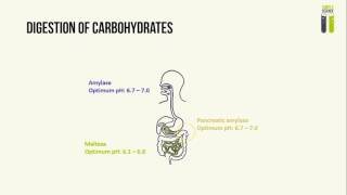 IGCSE Biology Revision  Part 2  Human Digestive Enzymes [upl. by Leonhard]