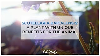 Scutellaria Baicalensis a plant with unique benefits for the animal [upl. by Aden]